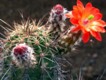 Echinocereus